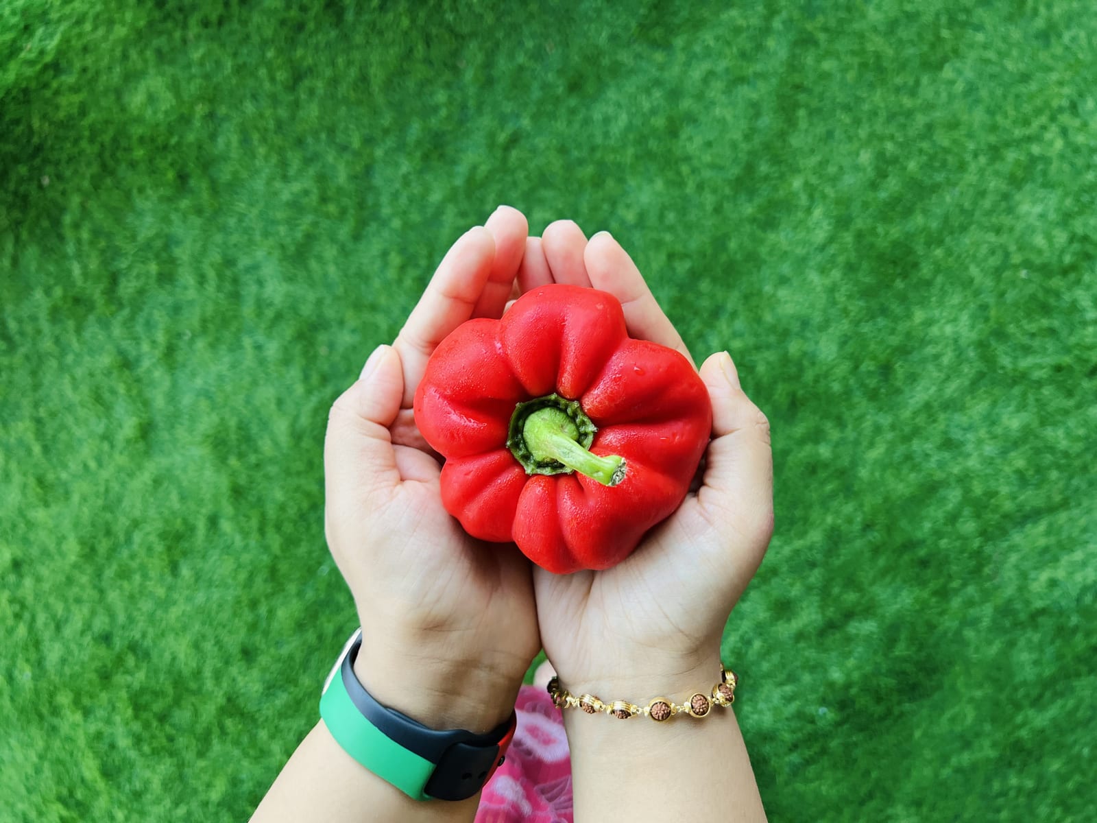 Hands holding a sun-ripened pepper